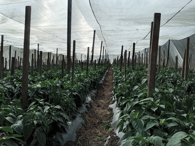 Entrevista al equipo de investigadores