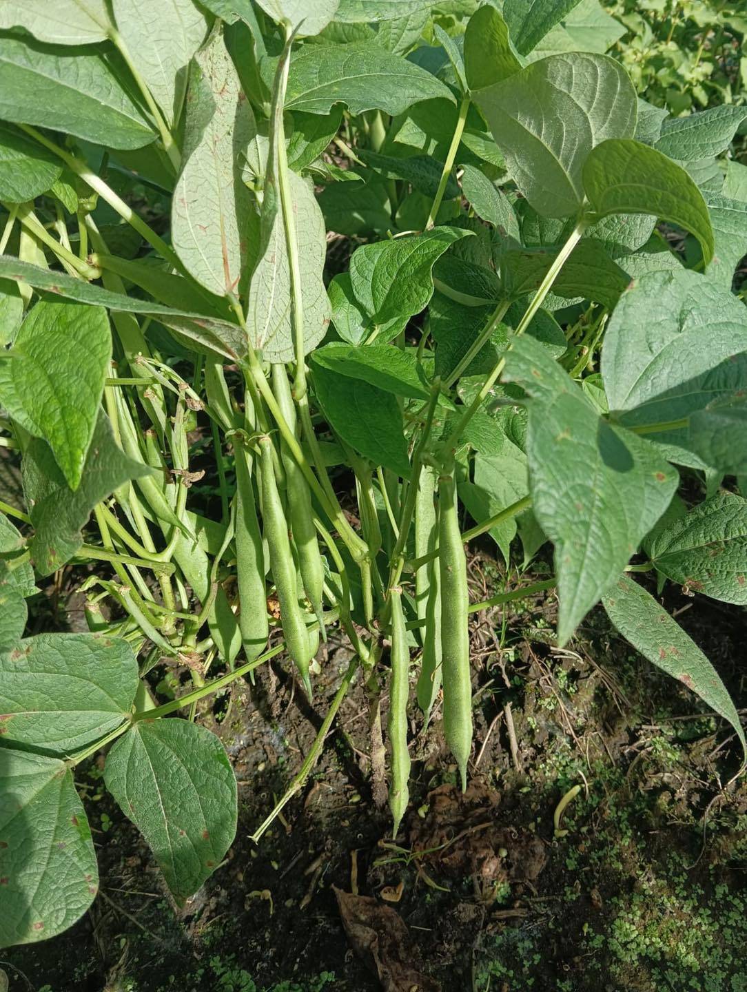 Multiplicación de Semilla Biofortificada-IDIAP