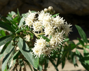 Baccharis salicifolia and Rhizophagus intraradices: A natural alliance against cadmium in cocoa