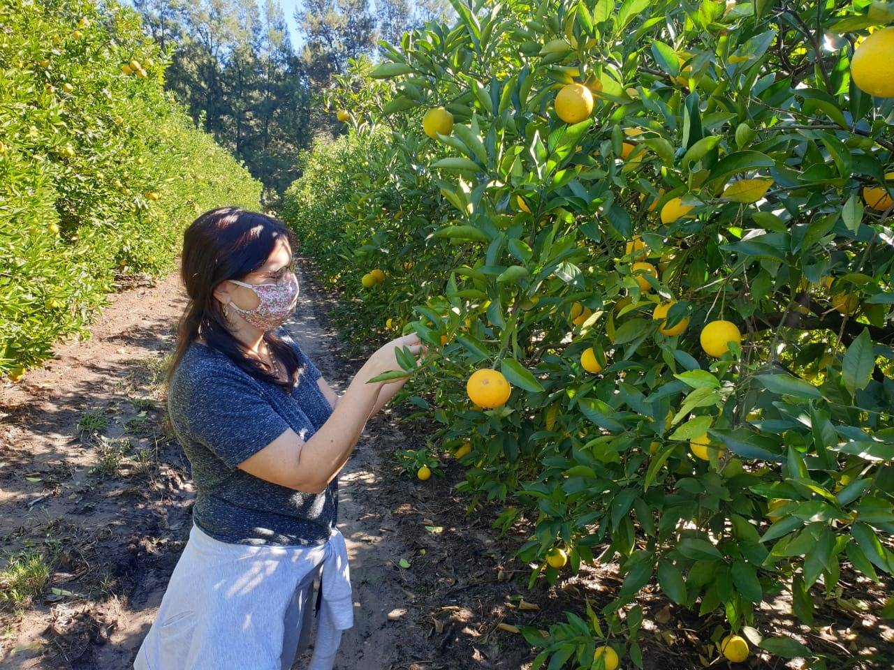 FONTAGRO HLB Project Activities in times of pandemic. HLB prevention does not stop during lockdown