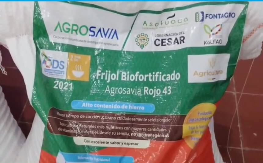 Semillas de frijol rico en hierro para la comunidad indígena Yukpa.