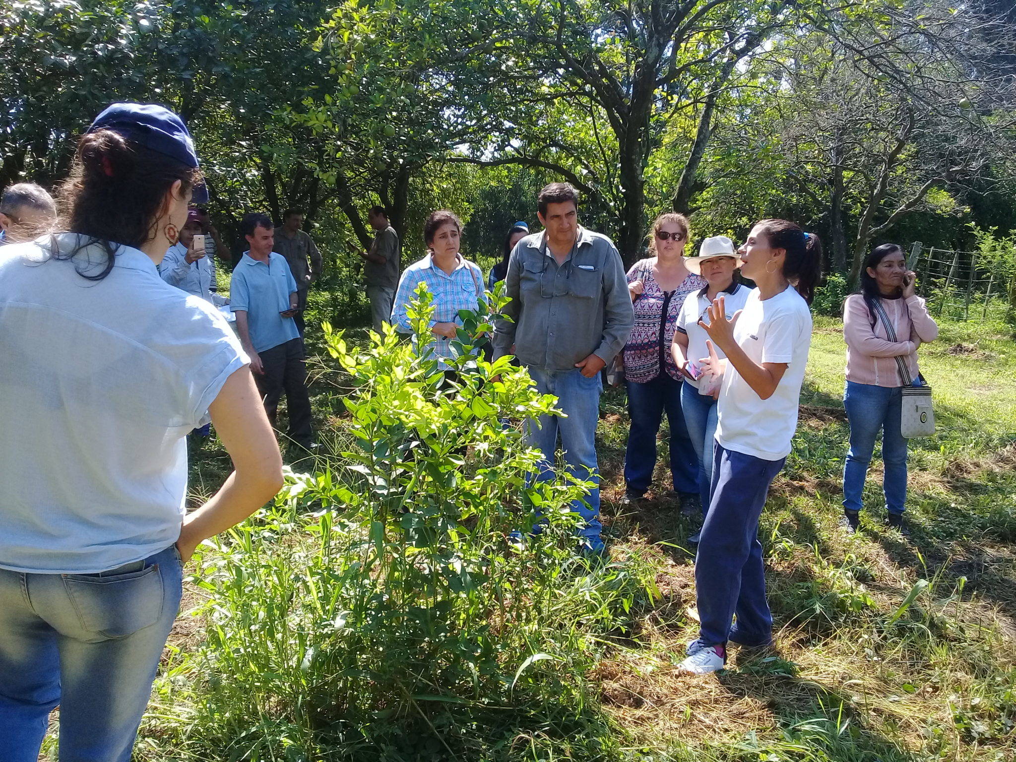 First workshop on HLB (Huanglongbing) and citrus blackfly at Laguna Naick-Neck