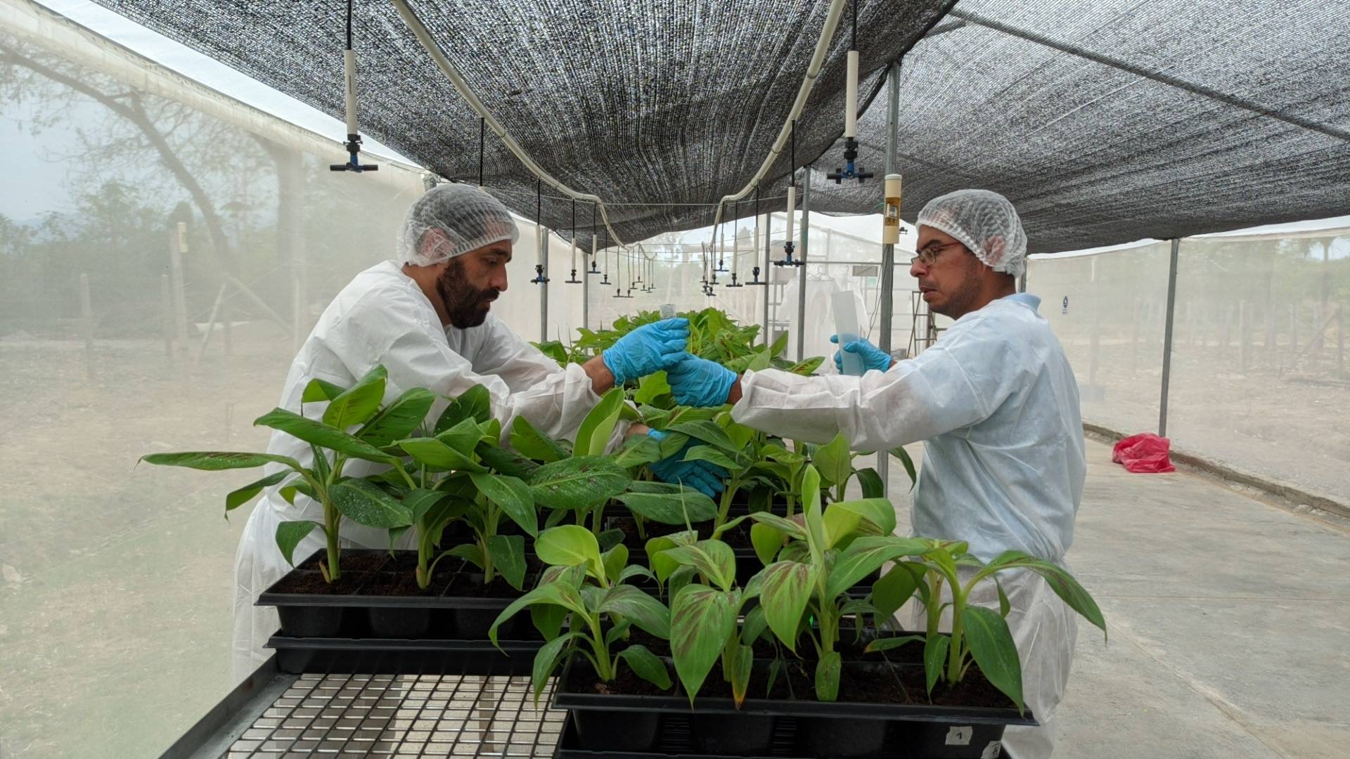 Science to protect the banana industry. Have you already read us?