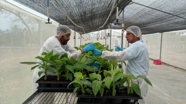 Science to protect the banana industry. Have you already read us?