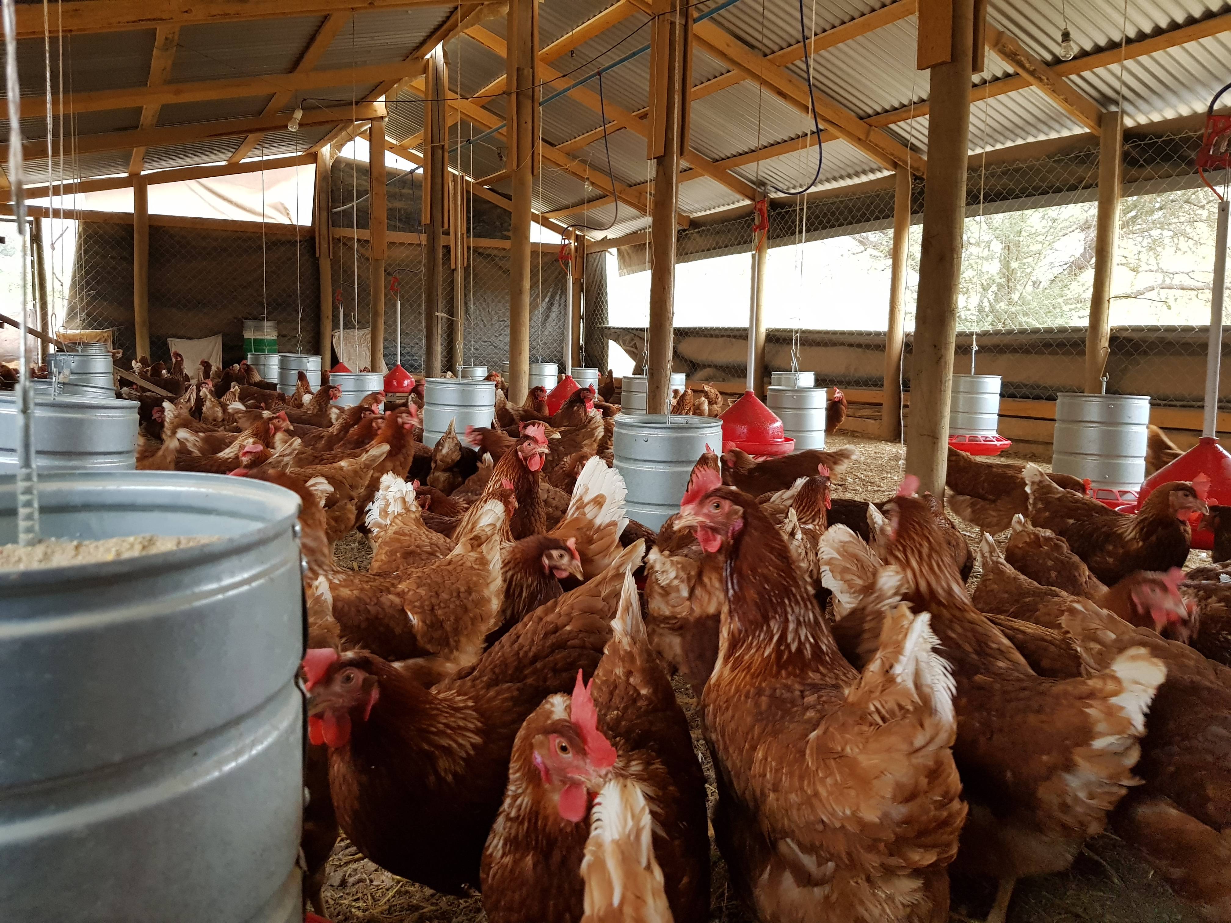 Visits to farms of poultry farming families in Chile
