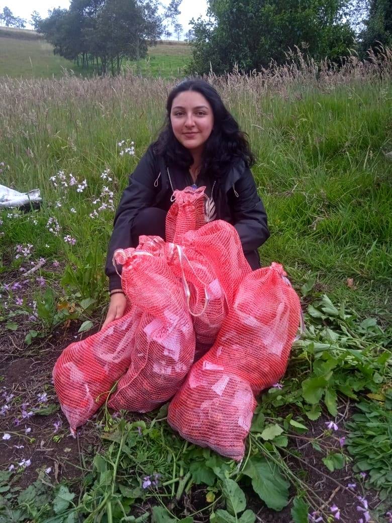Biological field management with entomopathogenic nematodes and Baculovirus of the Guatemalan moth  in native potato
