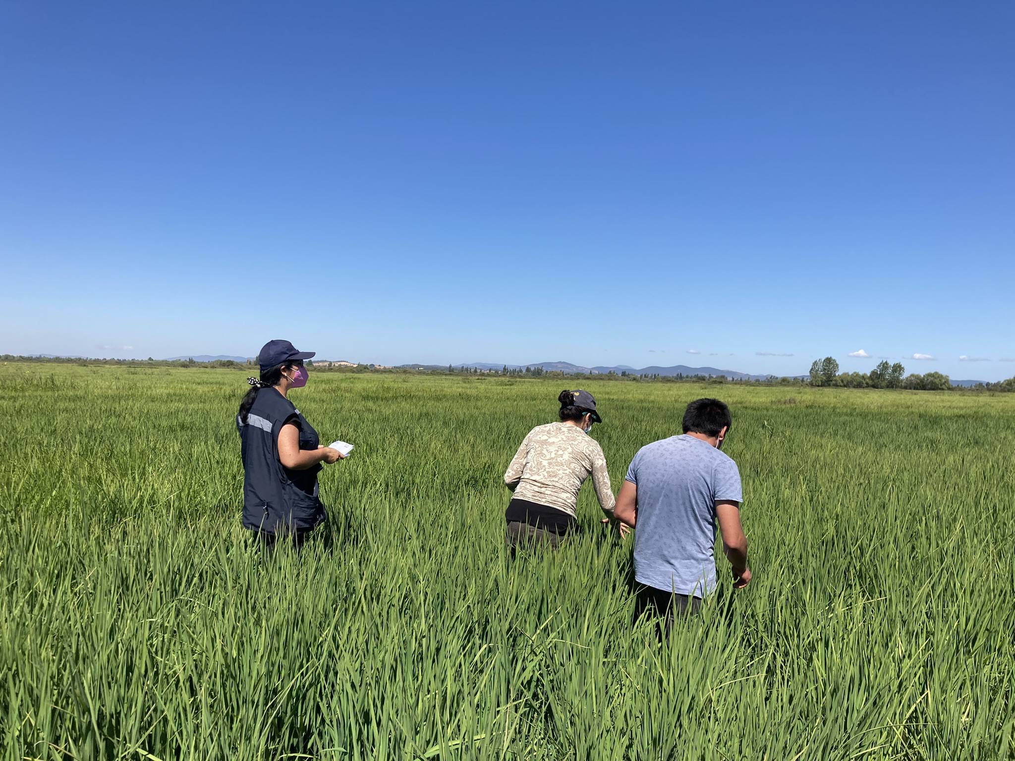Workshop to verify the progress of the management strategy to be implemented in each practice plot, with the Participatory Innovation Groups (GIP) Ñuble