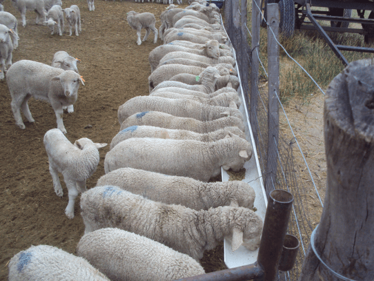 Online talk: How to improve the income of sheep producers in north patagonia? Different types of fats of lambs
