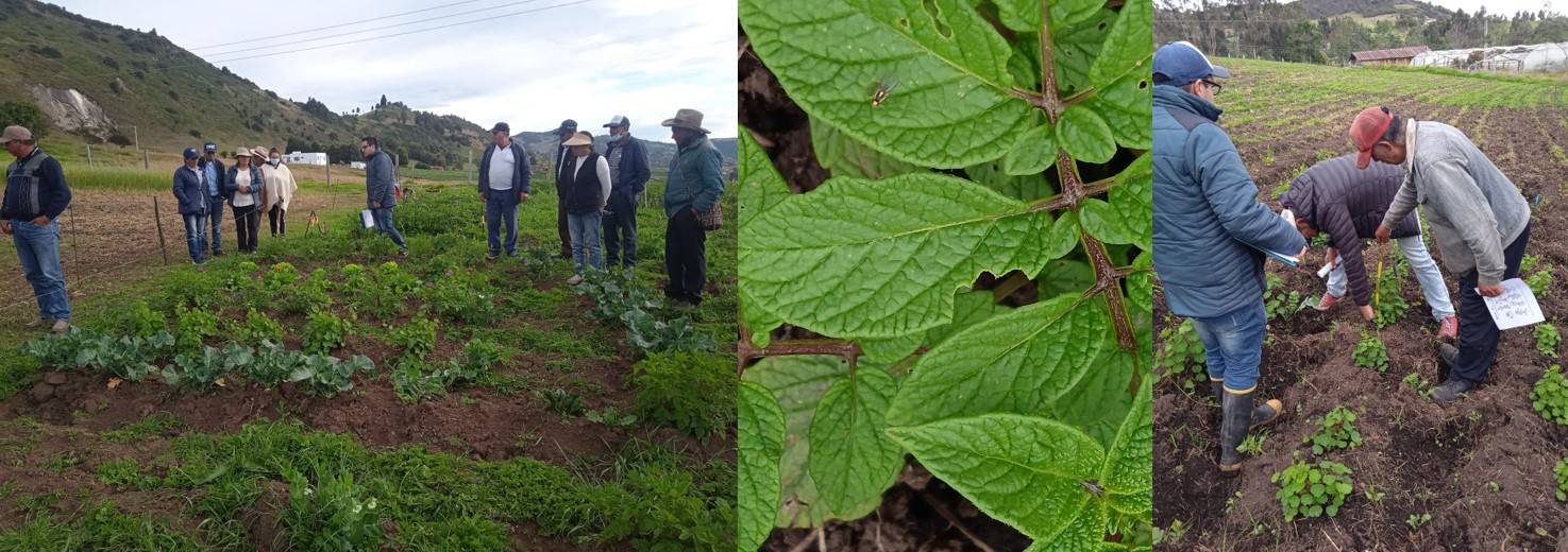 Experiences in Integrated Crop Management