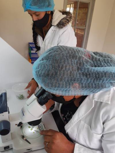In vitro propagation, an alternative for the conservation and propagation of native potato varieties in Colombia and Bolivia