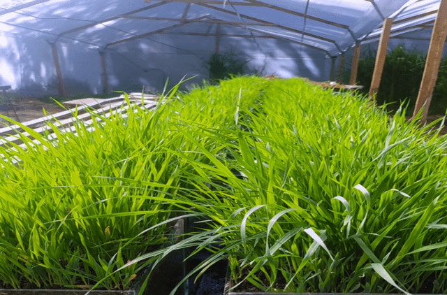 Nanofertilizers in sativa oatmeal production