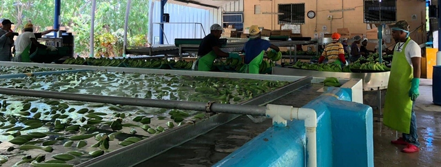 Mejoras en la producción de banano orgánico familiar de exportación