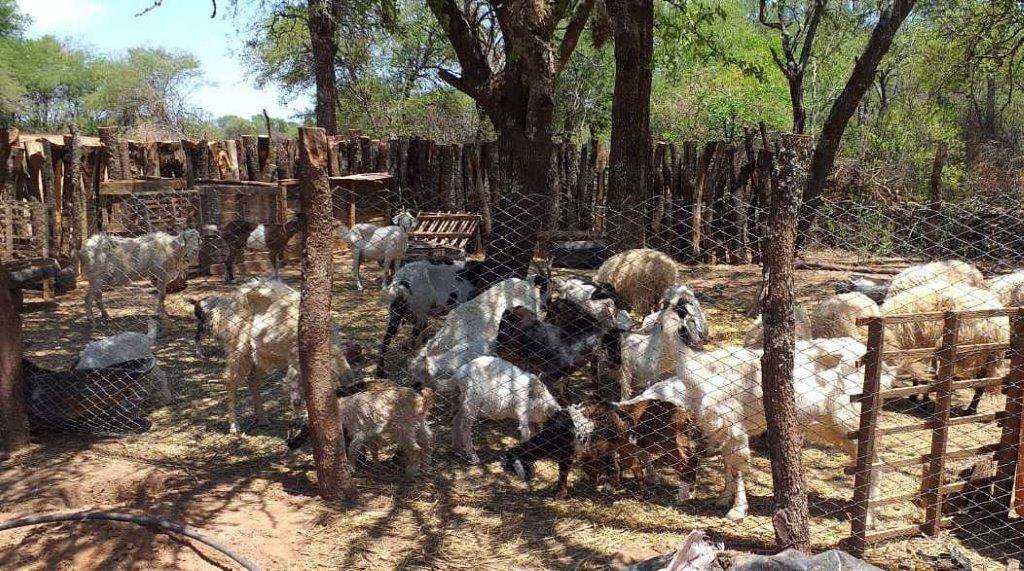 Podrán cortar todas las flores, pero no podrán detener la primavera (Pablo Neruda)
