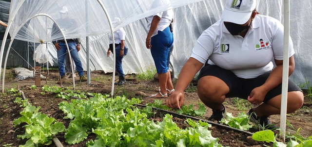 Producción de hortalizas en ambiente protegido en zonas bajas de República Dominicana