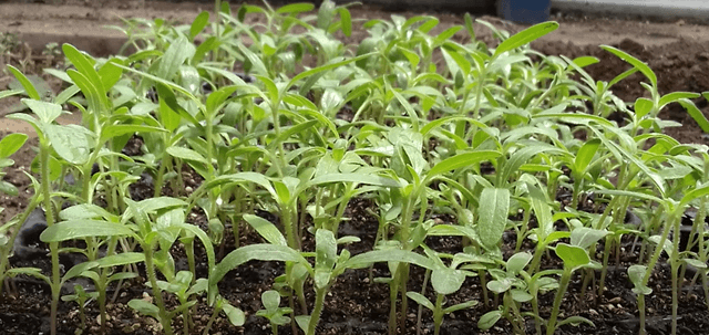Fitoremediación de suelos mineros