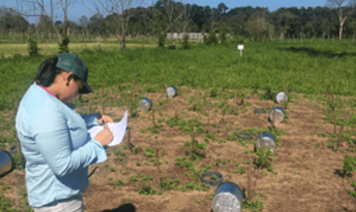 Development of Competitive Livestock Production Systems with Low Greenhouse Gases Emissions in Central America