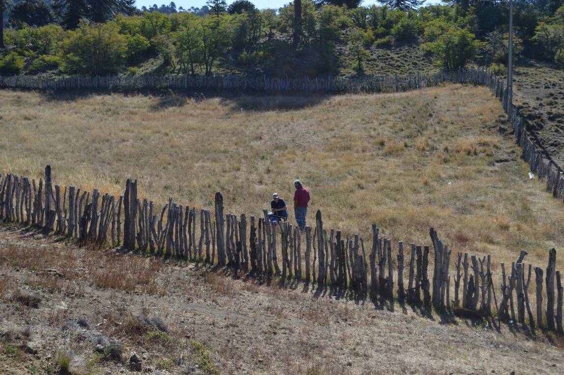Identification of innovation units in the Cheuque Nguilliu Mapuche community: increasing forage production