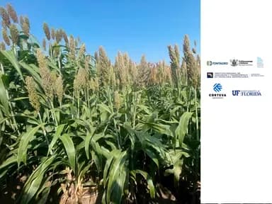 Integration of sorghum cultivation into the production systems of the Central American Dry Corridor
