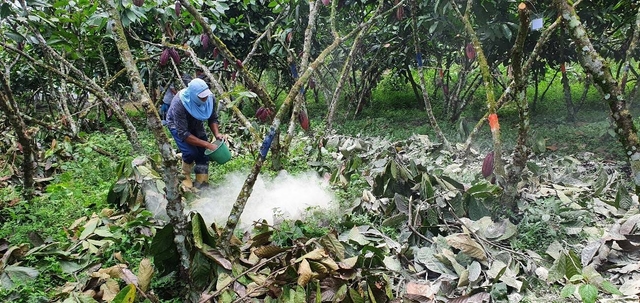 Contribución a la sostenibilidad del cultivo de cacao, mediante el uso de alternativas para disminuir la presencia de cadmio en las almendras