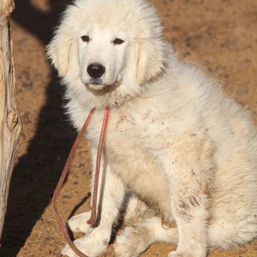 Livestock protection dog