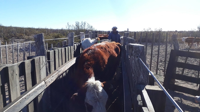 Pregnancy detection in cattle herds