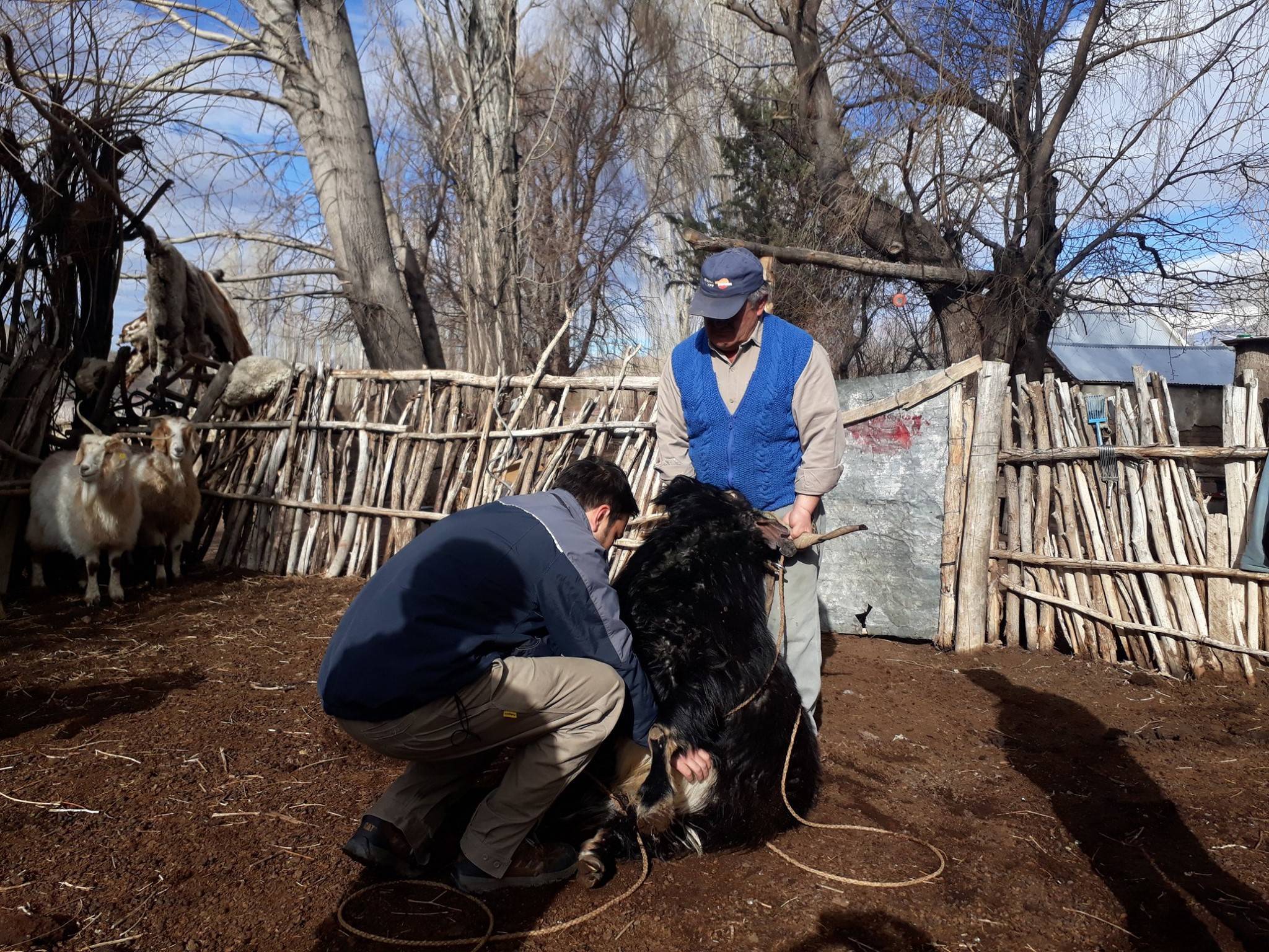 LIVESTOCK MANAGEMENT: Sanitation and Feeding