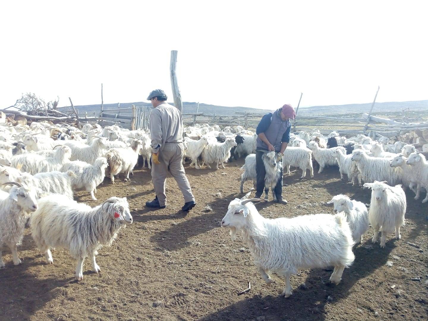 Measuring Preservice of chivas