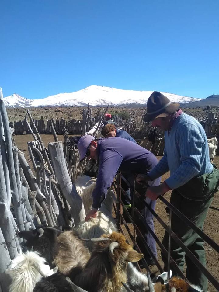 Animal production: review of Body Condition (CC)