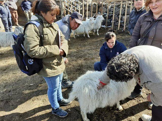 Sheep Health Day: "Scabies, saguaype and clostridial diseases".