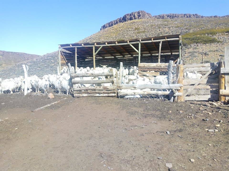 Prepartum measurements