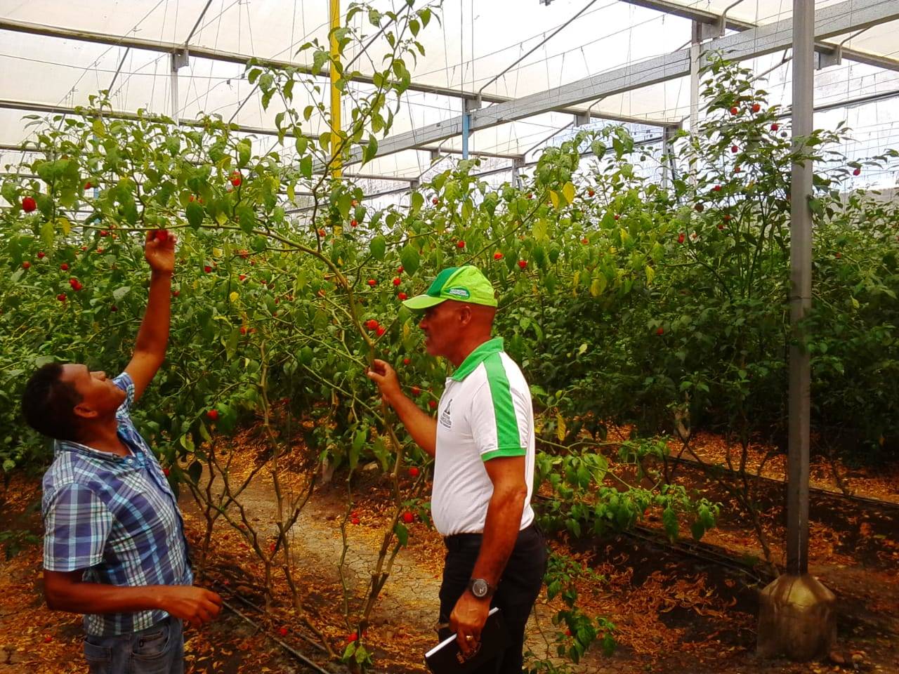 The Fontagro project of technological innovations in the production of vegetables under a protected environment begins in the Dominican Republic
