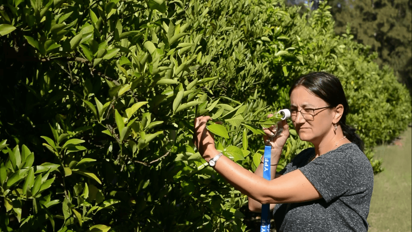 In Entre Ríos Province, Argentina. Proffesionals work to prevent HLB