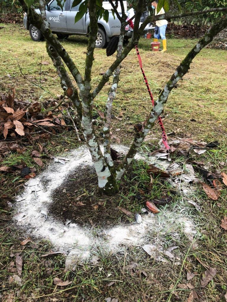 Comprehensive alternatives for the reduction of cadmium (Cd) in cocoa beans in Latin America and the Caribbean (LAC)