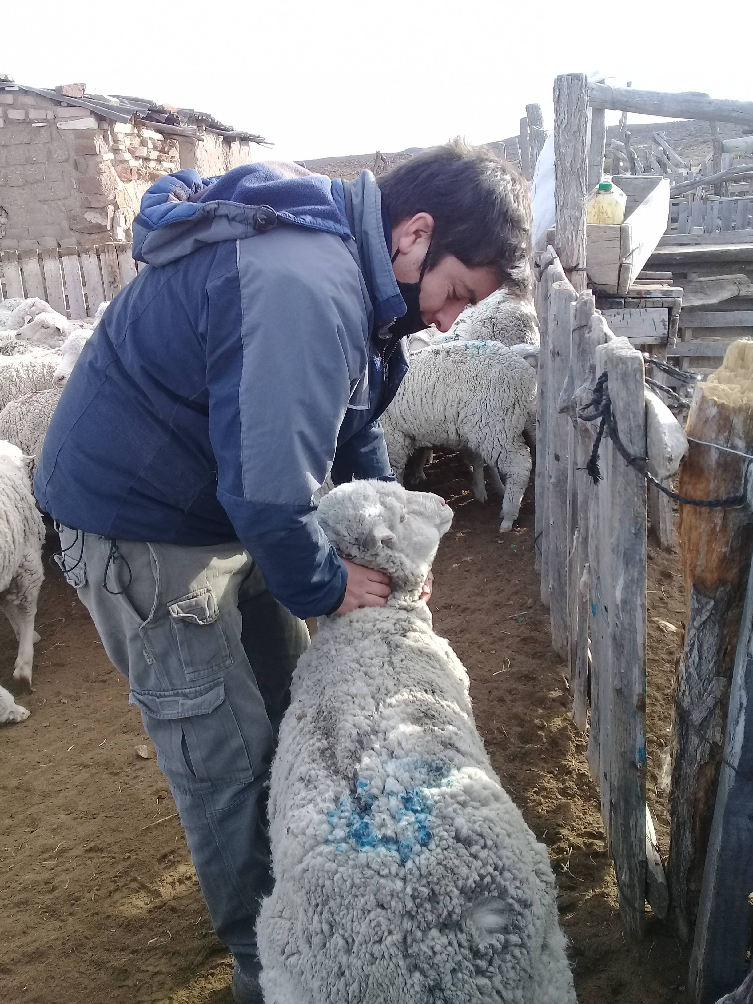 Subjective evaluation of wool quality