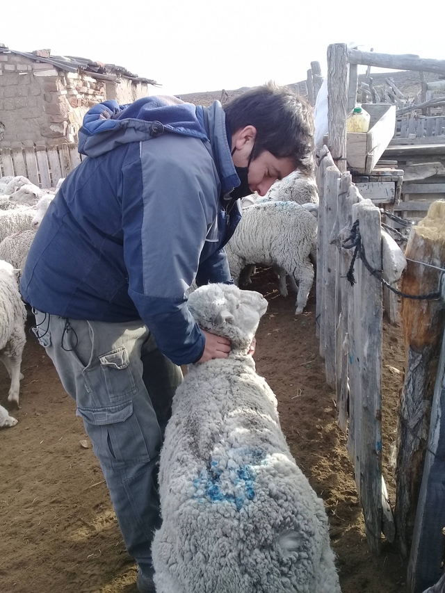 Subjective evaluation of wool quality
