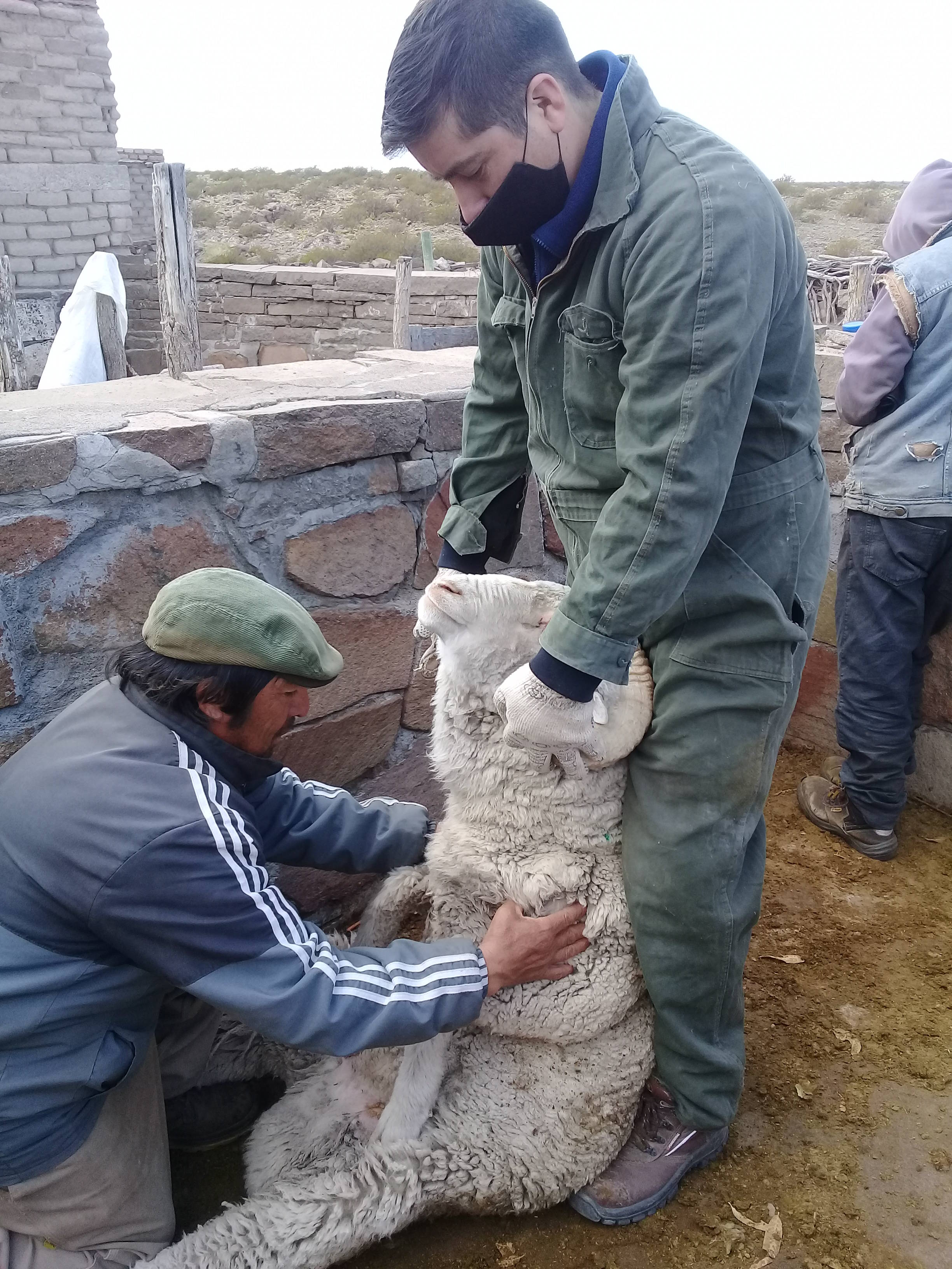 Clinical review of rams and evaluation of animals prior to service.