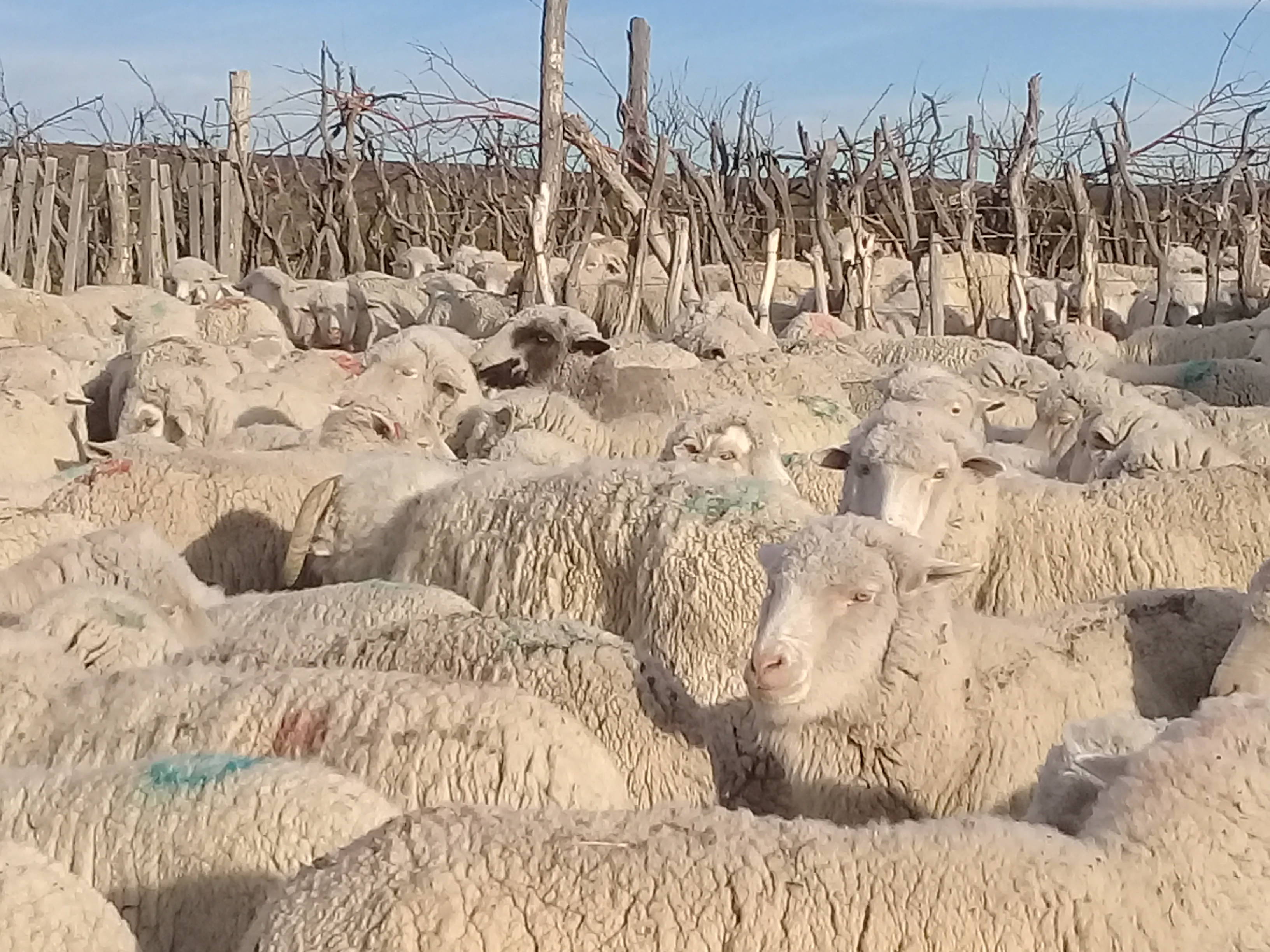 Herd pre-service diagnosis and criteria for improving reproductive efficiency