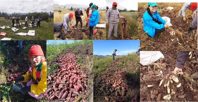 Nuclei of participatory research: a space for the social appropriation of knowledge