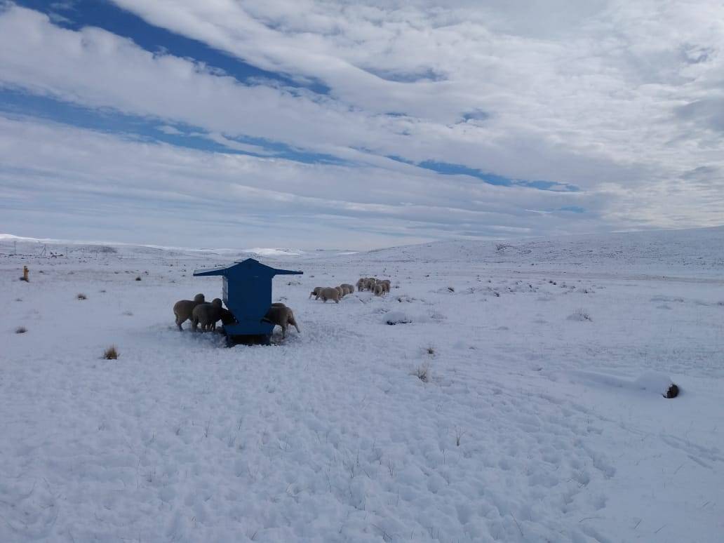 Winter supplementation