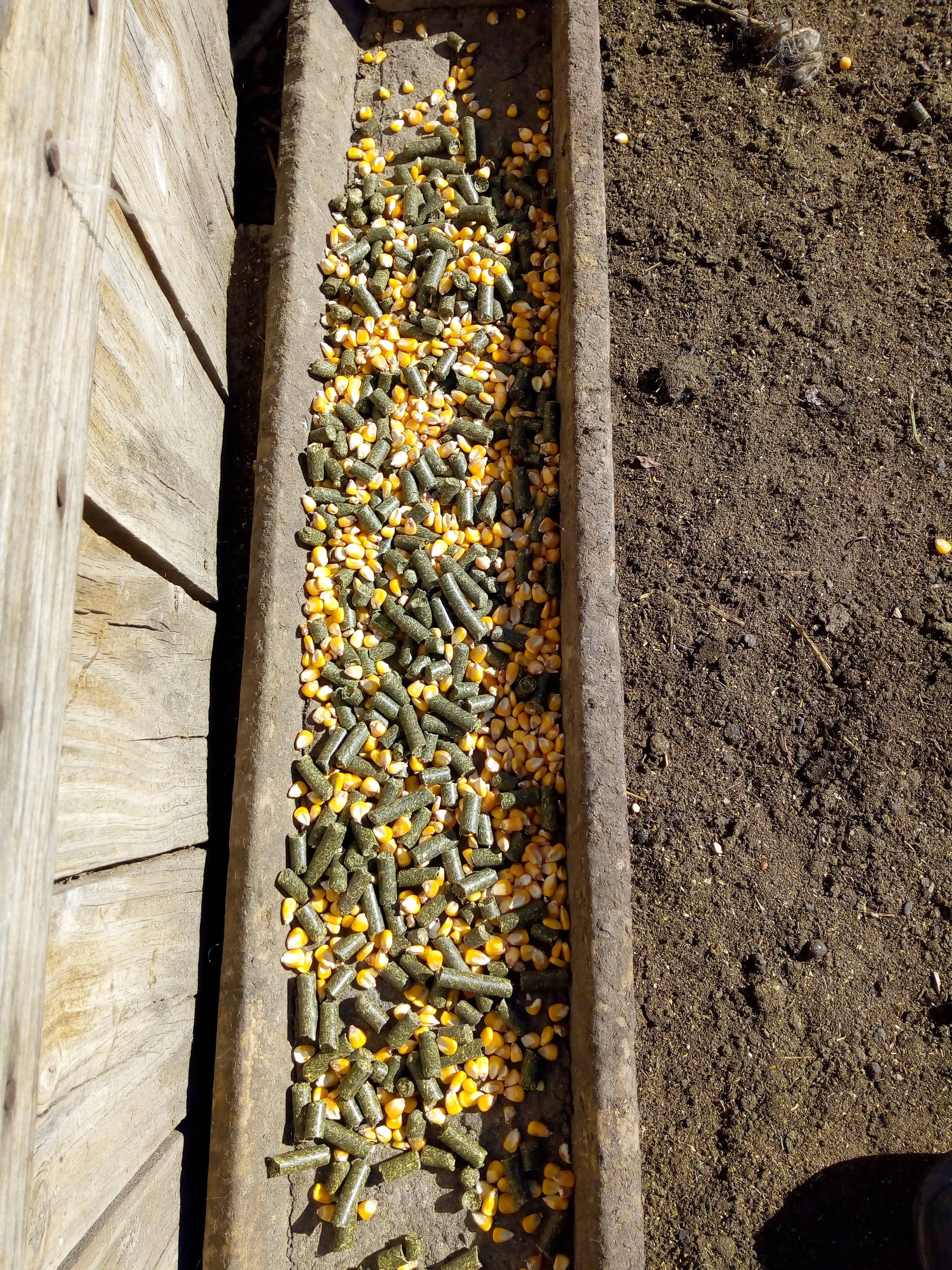 Pre-service supplementation