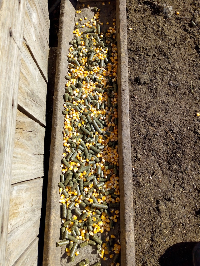 Pre-service supplementation