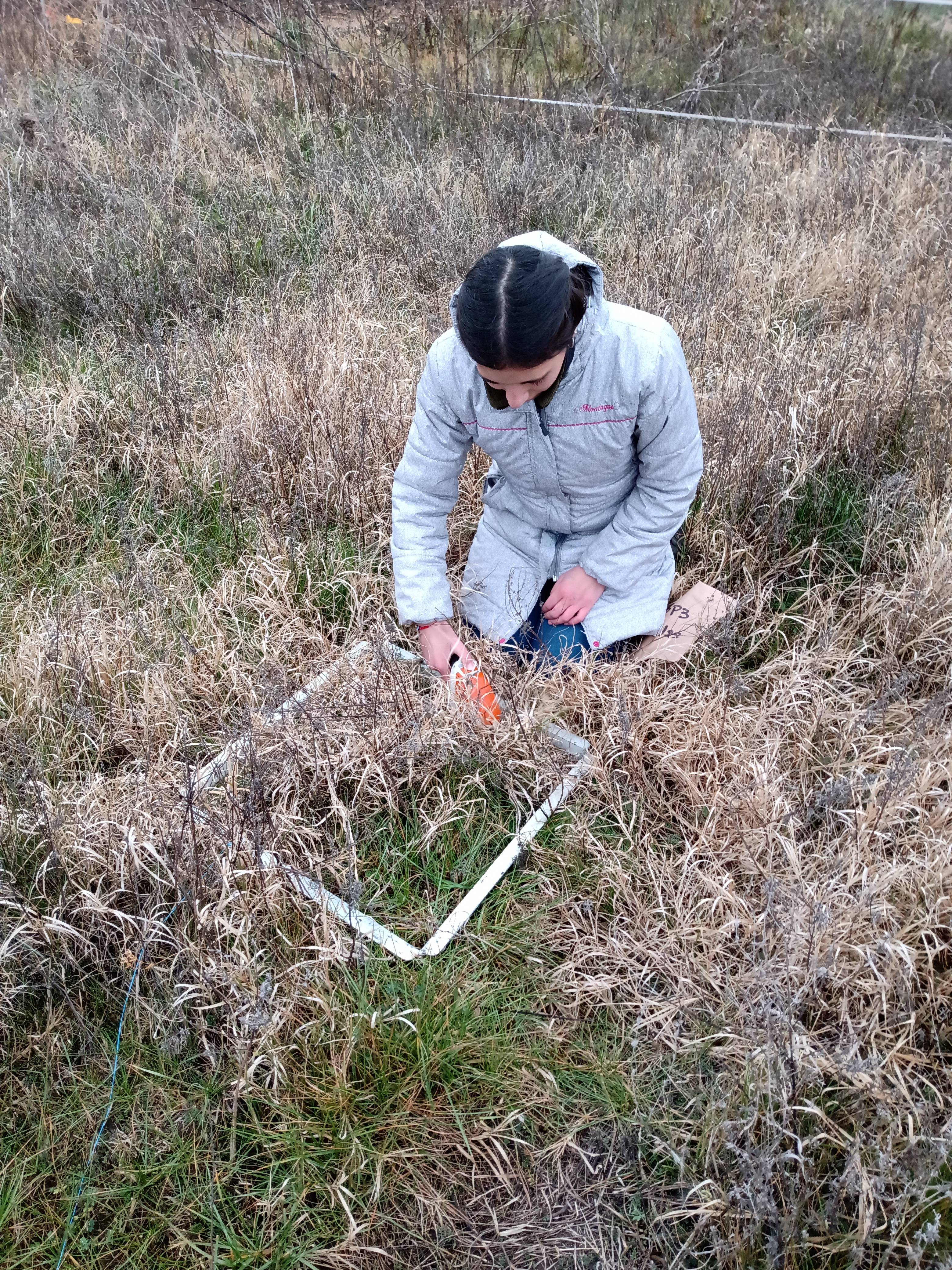 Winter biomass of pastures with Lotus tenuis in the Flooding Pampa
