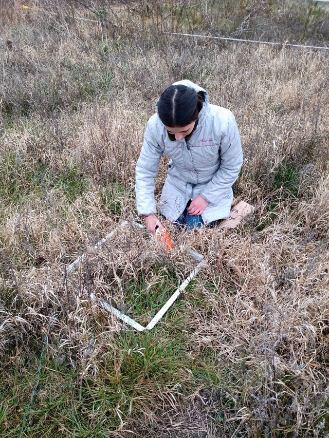 Winter biomass of pastures with Lotus tenuis in the Flooding Pampa