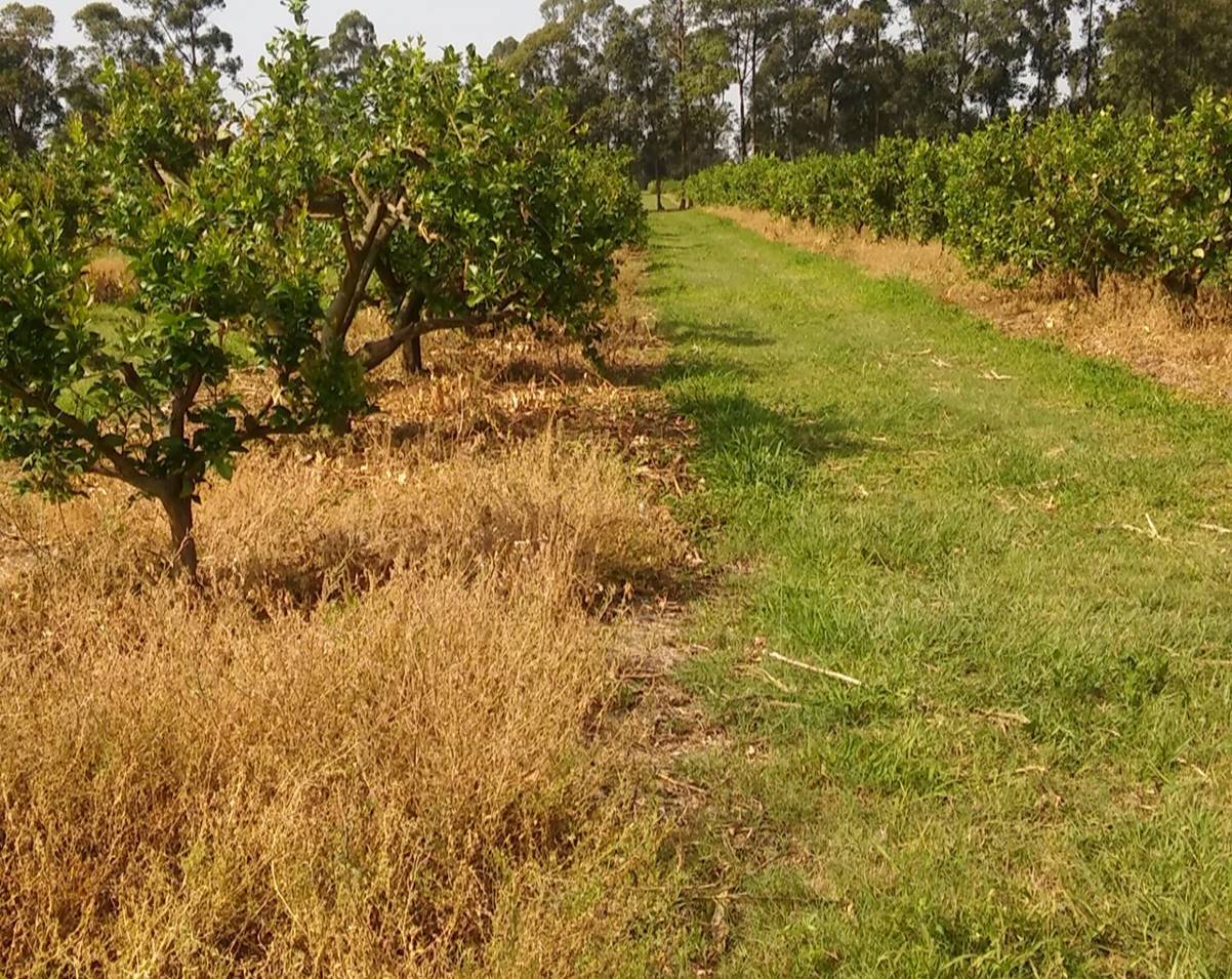 Use of herbicides in citrus farms