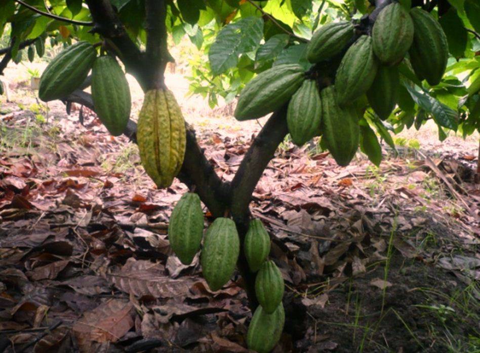 Lanzan estrategia para mejorar la producción de cacao en Costa Rica, Colombia y Ecuador