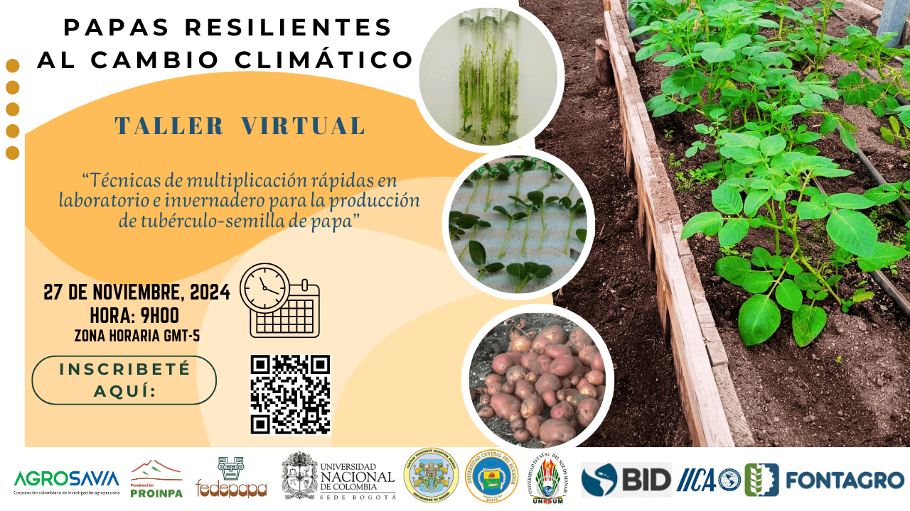 Virtual Workshop by the Andespapa Project and Universidad Central del Ecuador: Rapid Multiplication Techniques in Laboratory and Greenhouse for Potato Seed-Tuber Production