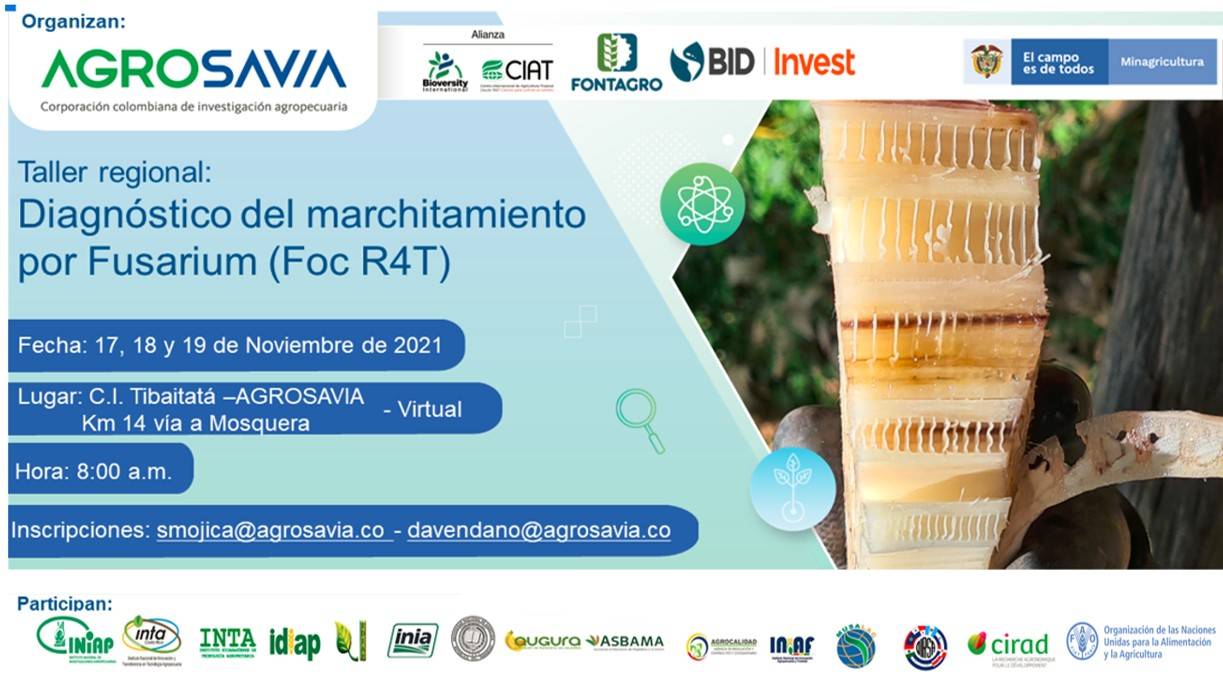 En noviembre: Taller regional diagnóstico del marchitamiento de las musáceas por Fusarium (Foc R4T)