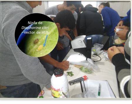 Training sessions for pest monitors and Citrus diseases in Pirané Sur department, Formosa - Argentina