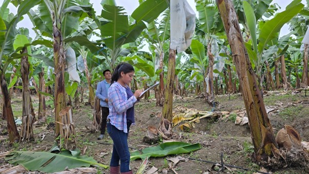 El Programa de musáceas de INIAP - Ecuador valida la adaptación de materiales foráneos