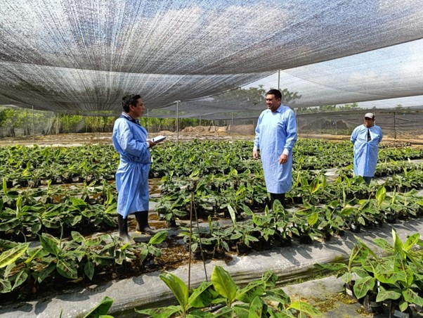 Ecuador incursiona en la introducción de banano resistente a la marchitez de las musáceas en sus sis